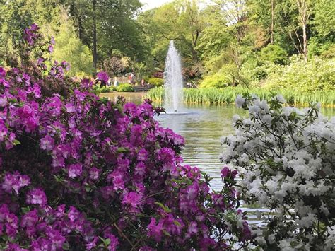 Crystal springs garden - Crystal Springs Rhododendron Garden is honored to be nominated by Newsweek for their Readers’ Choice Awards as Best Botanical Garden in the United States. …